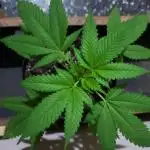 laughing budda Regular 25/26 - Outdoor