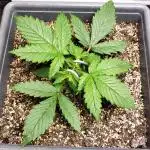 Auto Black Opium - Indoor 2025