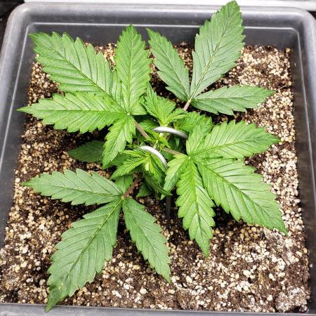 Auto Black Opium - Indoor 2025