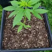 Gorilla Cookies FF - Outdoor 2026