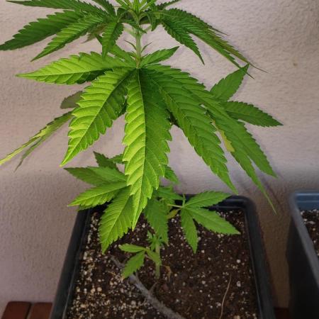 Gorilla Cookies FF - Outdoor 2026