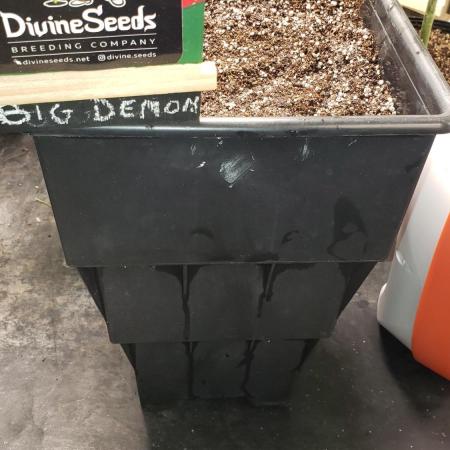 Auto Big Demon - indoor 2025