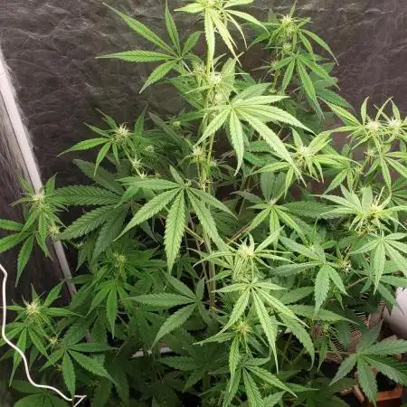 Strawberry Gorila Auto - indoor 2025