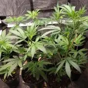 Gorilla🦍 Cookies🍪 FF - indoor