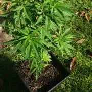 BIG BANG  divine seeds - Outdoor2026