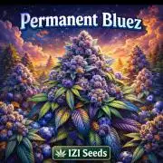 Permanent Bluez indoor