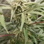 Auto Black Opium - Indoor 2025