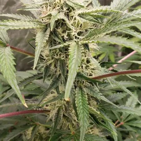 Auto Black Opium - Indoor 2025