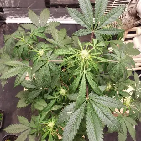 Auto Black Opium - Indoor 2025