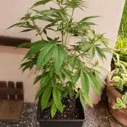 laughing budda Regular 25/26 - Outdoor