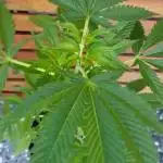 laughing budda Regular 25/26 - Outdoor