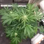 Auto Black Opium - Indoor 2025