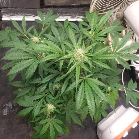 Auto Black Opium - Indoor 2025