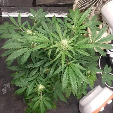 Auto Black Opium - Indoor 2025