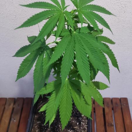 Gorilla Cookies FF - Outdoor 2026
