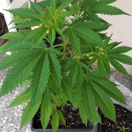 laughing budda Regular 25/26 - Outdoor