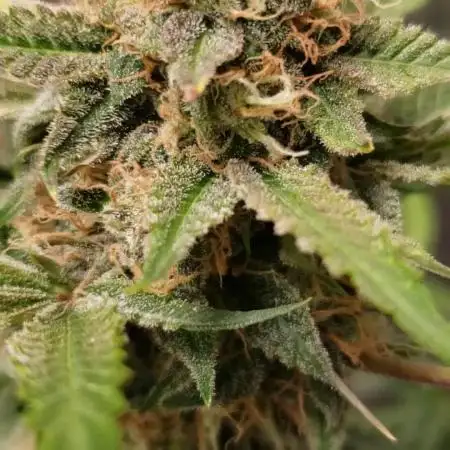 Auto Black Opium - Indoor 2025