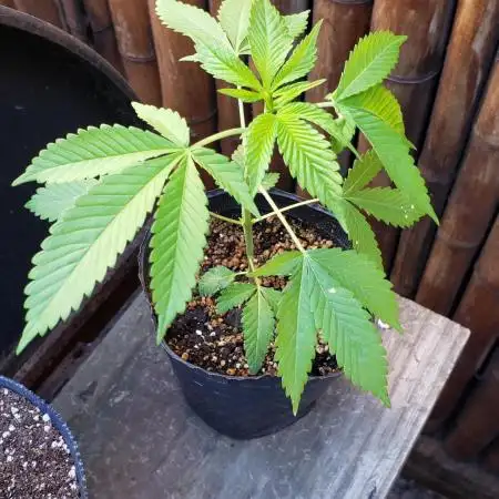 laughing budda Regular 25/26 - Outdoor