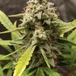 Strawberry Gorila Auto - indoor 2025