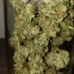 Auto Divine Rapier - indoor 2025