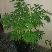 laughing budda Regular 25/26 - Outdoor