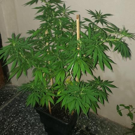 laughing budda Regular 25/26 - Outdoor