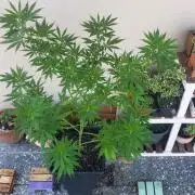 Gorilla Cookies FF - Outdoor 2026