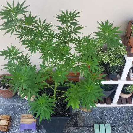 Gorilla Cookies FF - Outdoor 2026