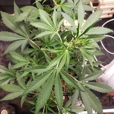Strawberry Gorila Auto - indoor 2025