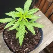 BIG BANG  divine seeds - Outdoor2026