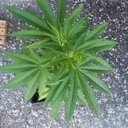 Gorilla Cookies FF - Outdoor 2026