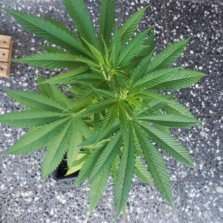 Gorilla Cookies FF - Outdoor 2026