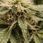 Auto Black Opium - Indoor 2025