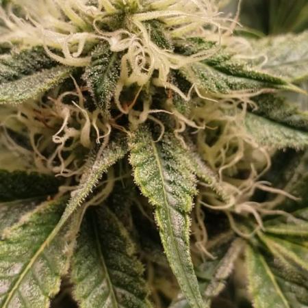 Auto Black Opium - Indoor 2025