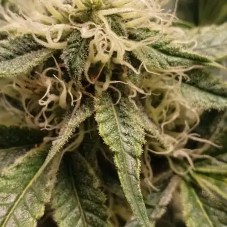 Auto Black Opium - Indoor 2025