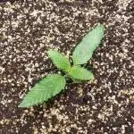 Strawberry Gorila Auto - indoor 2025