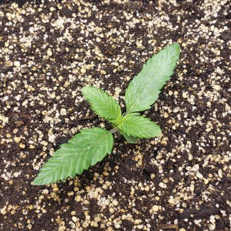 Strawberry Gorila Auto - indoor 2025