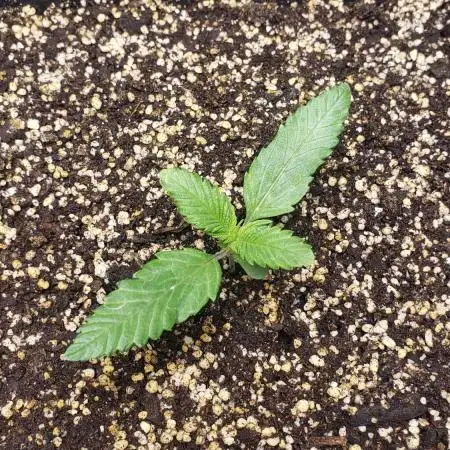Strawberry Gorila Auto - indoor 2025