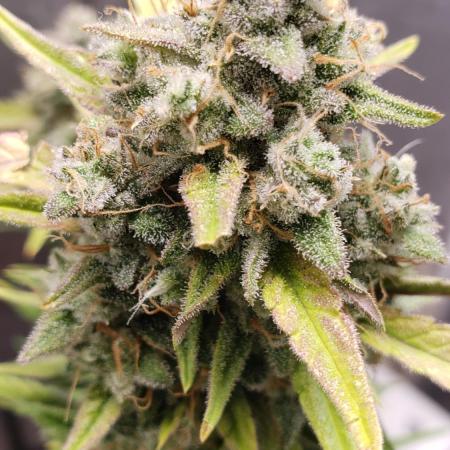 Strawberry Gorila Auto - indoor 2025