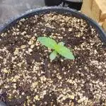Gorilla Melon - exterior 25/26