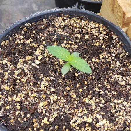 Gorilla Melon - exterior 25/26