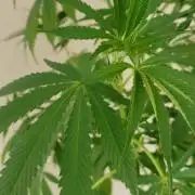 laughing budda Regular 25/26 - Outdoor