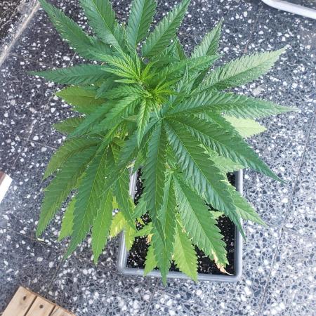 BIG BANG  divine seeds - Outdoor2026