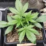 Strawberry Gorila Auto - indoor 2025