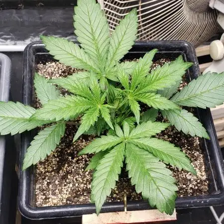 Strawberry Gorila Auto - indoor 2025