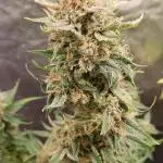 Auto Black Opium - Indoor 2025