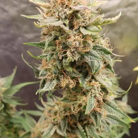 Auto Black Opium - Indoor 2025