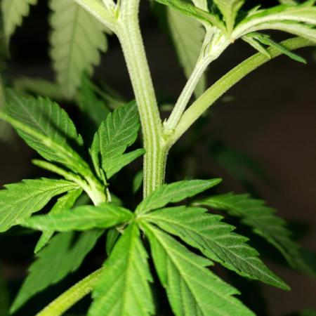 Seed Regular exterior 25/26