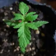 BIG BANG  divine seeds - Outdoor2026