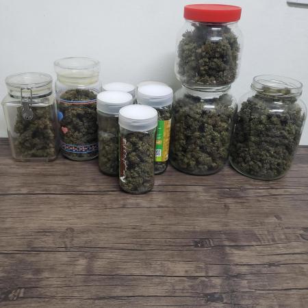 Seed Regular I - Outdoor 25